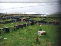 Kiwi-Aufzuchtstation, Rotorua, Neuseeland