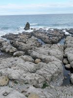 Seebärenkolonie, Neuseeland