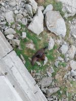 Seebären, Neuseeland