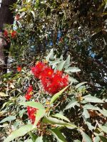 Botanischer Garten, Christchurch, Neuseeland