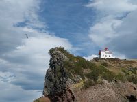 Königsalbatross, Otago-Halbinsel, Neuseeland