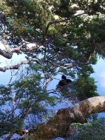 Komoran-Familie, Mirror-Lake, Neuseeland