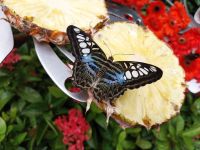 Schmetterlings-Garten, Singapur