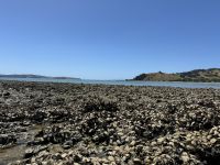 Strand Kawakawa 
