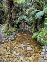 Lake Matheson 