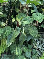 Philodendron Verruscosum