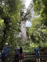 Der Gott des Waldes, Tane Mahuta