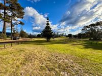 Norfolk Tanne (Missionars Tanne) In Pauanui