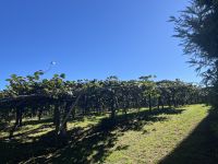 Kiwi Plantagen bei Whenuakite