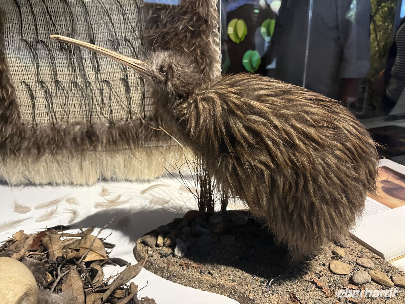 Ausgestellter Kiwi