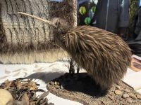 Ausgestellter Kiwi
