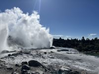 Geysir in Te Puia