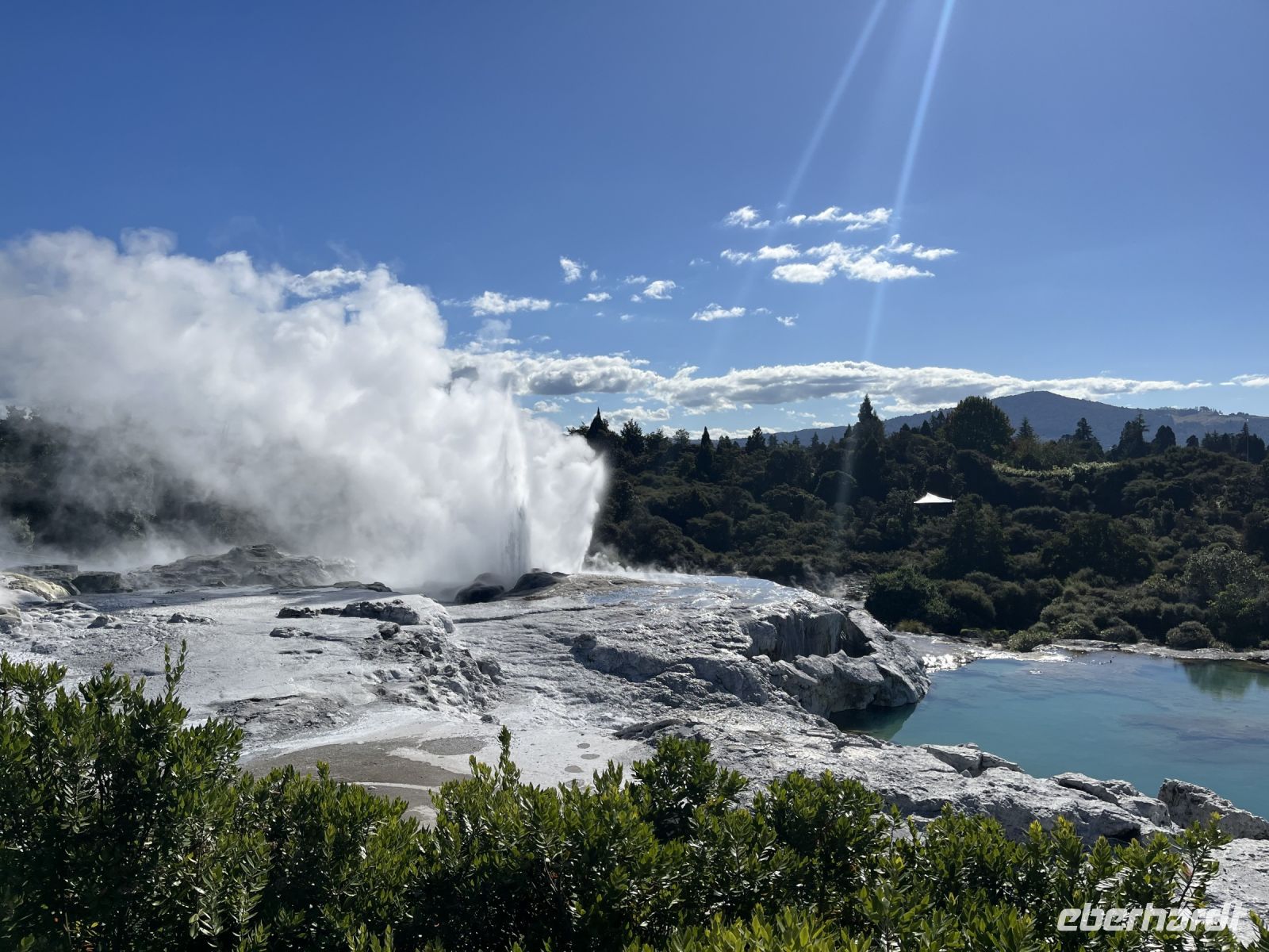 Geysir in Te Puia