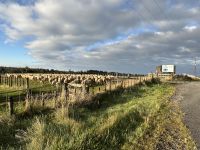 Ein typisches Bild für Neuseeland; Schafe