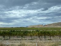 Weinanbau in der Region von Canterbury