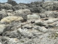 Pelzrobben an der Ostküste der Südinsel