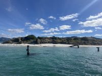 Seehunde in der Otago Bay