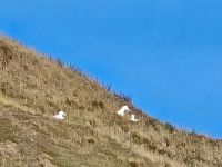 Fütternde Albatrosse