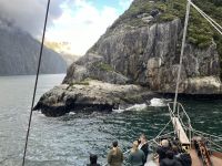 Robben am Milford Sound