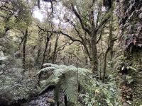 Spaziergang zu den Chasm-Falls