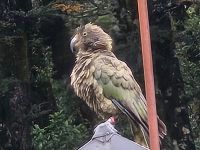 Ein seltener Anblick, ein Kea