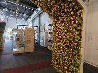 Foxton, holländische Tulpen