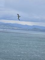 Albatrosse am Wellers Rock