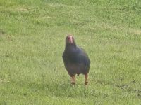 seltener Vogel Takahe