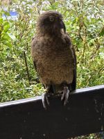 Kea am Arthurs Pass