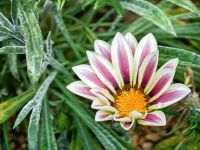 Wir sind im Flower Dome in Singapur