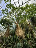 Baobab, Affenbrotbaum in den Gardens by the Bay, Singapur