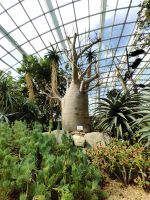 Baobabs, Affenbrotbäume im Flower Dome in Singapur