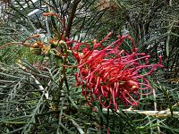 Blüte der australischen Silbereiche im Flower Dome in Singapur