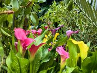 Die Callas blühen üppig und in verschiedenen Farben