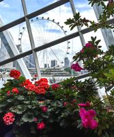Das Riesenrad, aus dem Flower Dome heraus aufgenommen