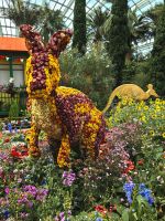 Ein Känguru aus Strohblumen im Flower Dome in Singapur