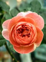 Wunderschöne Rose im Flower Dome in Singapur