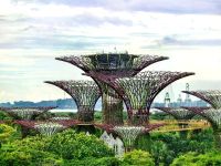 Die Supertrees in Singapur