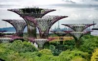 Supertrees in den Gardens by the Bay, Singapur