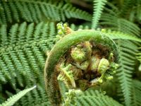 Ein Baumfarn entfaltet einen neuen Wedel, Botanischer Garten von Singapur