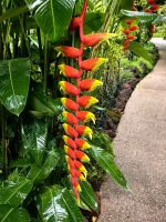 Riesige Blüte einer Helekonie im Botanischen Garten von Singapur
