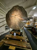 Im Kaurimuseum in Matakohe: die Stämme haben riesige Durchmesser