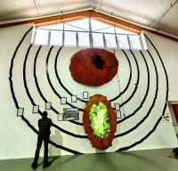 Kauribäume können Stammdurchmesser von bis zu 8 Metern erreichen