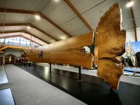 Kauris können eine Wuchshöhe von bis zu 50 Metern erreichen