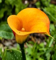 Calla im Garten an der Kirche von Matakohe