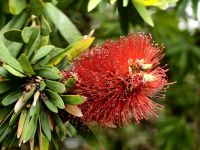 Pohutukawa, Metrosideros Excelsea, der natürliche Weihnachtsschmuck Neuseelands, dieser Baum blüht zur Weihnachtszeit
