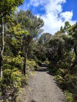 Wir laufen zu den Kauririesen