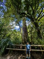 Unser Reiseleiter Rene neben einem riesigen Kauri, Waipouawald