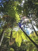 Baumfarn im Waipoua Forest