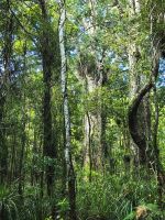 Die Kauris überragen alles andere im Wald